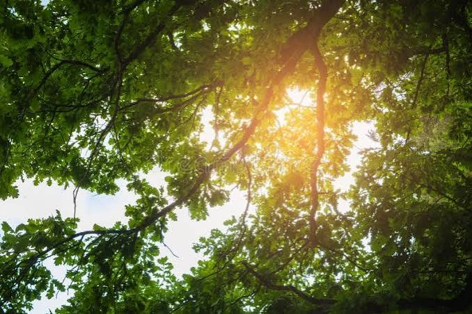 Aesthetic Tree Captions For Instagram with sunlight through green leaves