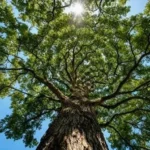 Tree Captions For Instagram for a peaceful green tree nature photo