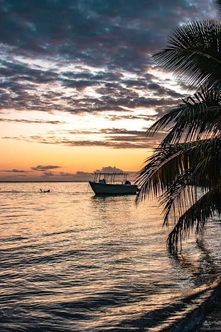 Tree Captions For Instagram for a golden-hour tree silhouette and sunset view