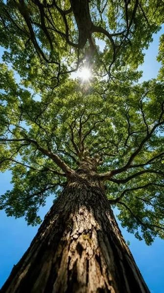 Tree Captions For Instagram for a peaceful green tree nature photo